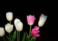 新生儿保险哪款好?婴儿刚二个月买什么保险比较好?